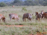 Einfach wunderschöne Zebras