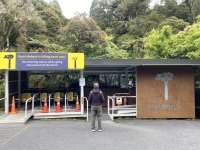 Tane Mahuta Kauri Baum