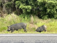 Warzenschweine auf der Straße