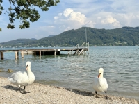 Baden in Litzlberg am Attersee mit Gästen